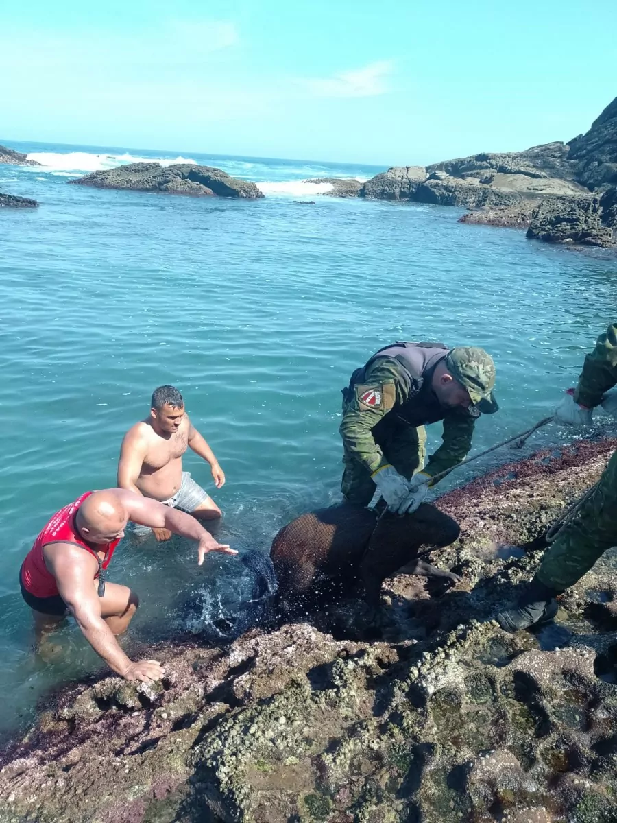 Praia de Maricá: Resgate de capivara em Maricá | Guia Região dos Lagos