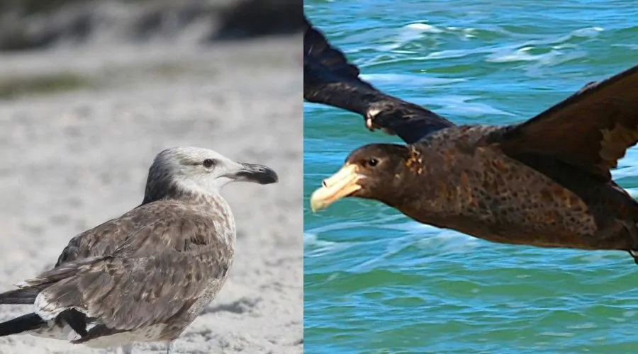 Instituto Albatroz começa agosto libertando pássaros na praia da Pernambuca, em Araruama | Notícia de Araruama