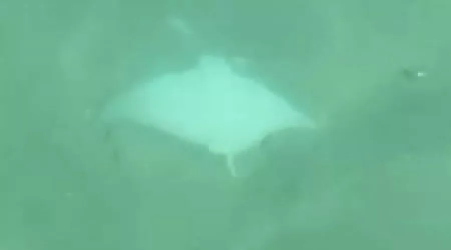 Cabo Frio: Residentes denunciam raias supostamente mortas no Canal do Itajuru