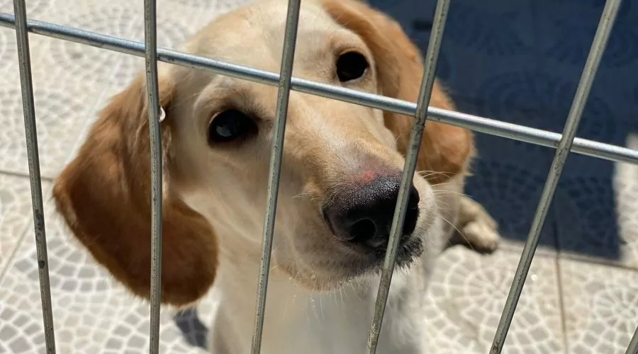 Maricá: Município promove feira para adoção de cães neste sábado (24)