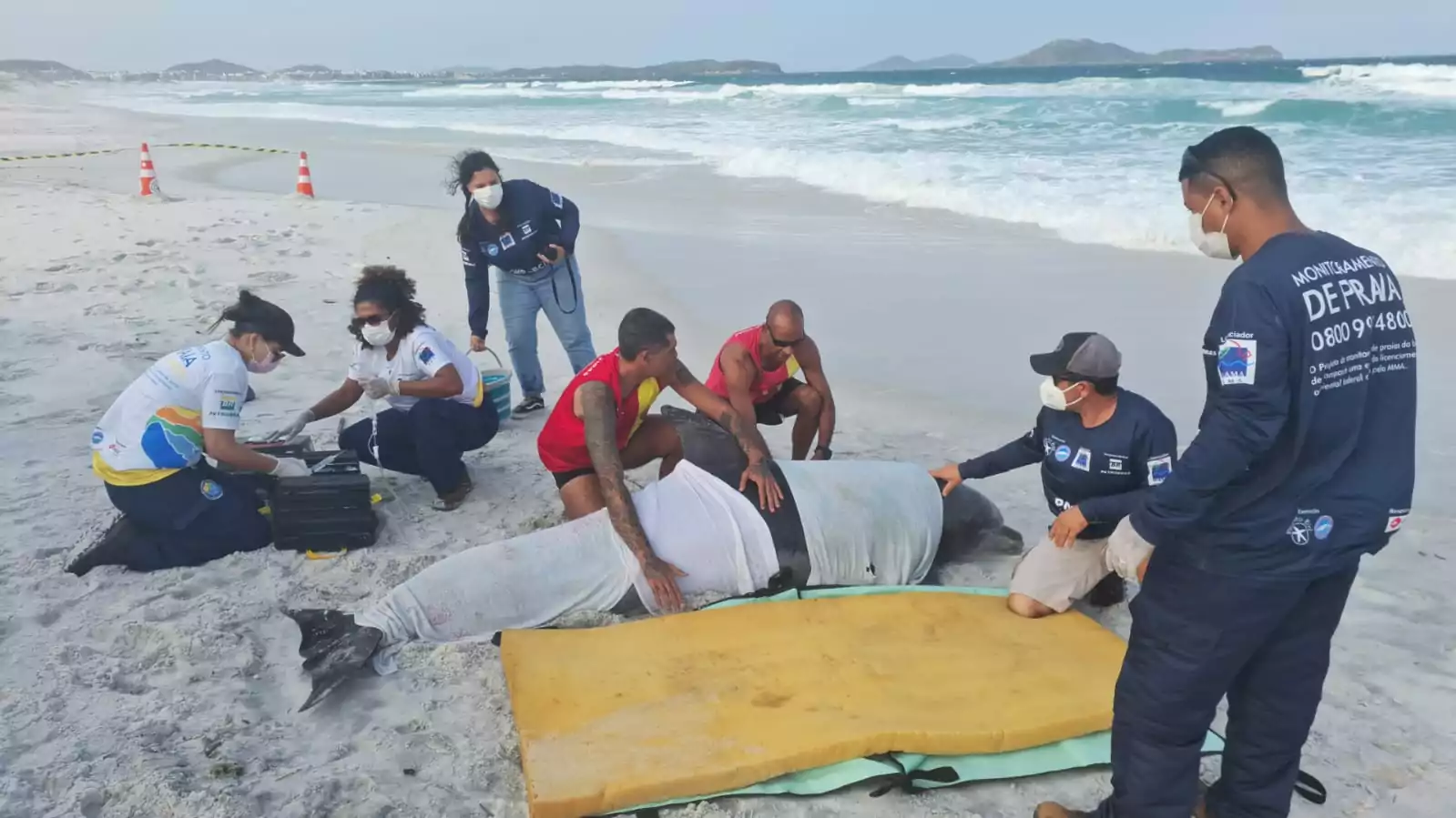 Golfinho encalhado em praia de Cabo Frio mobiliza guarda-vidas | Enfoco