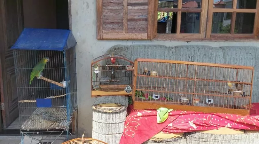 São Pedro da Aldeia: Aves em cativeiro são salvas nesta segunda-feira (30)