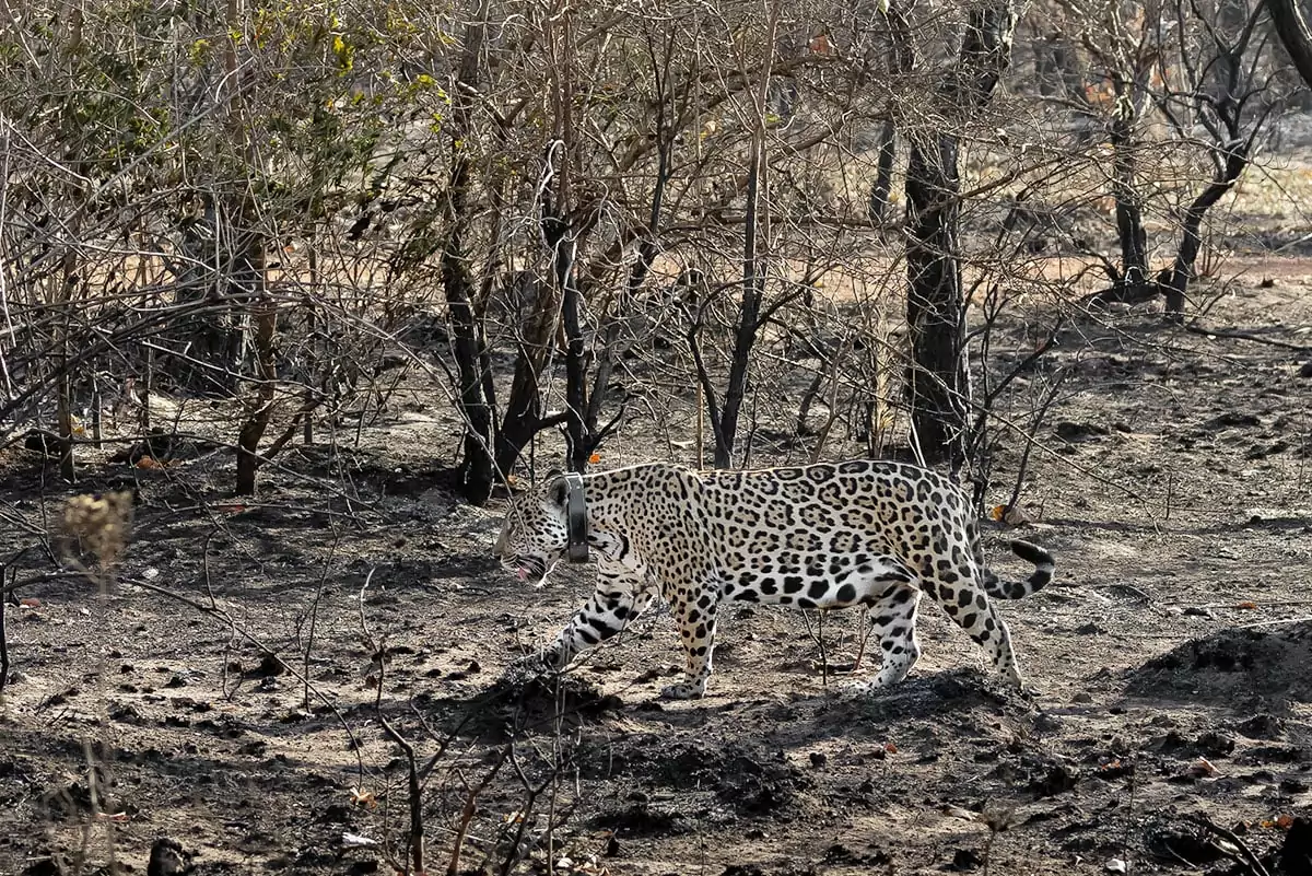 Kwara, onça-pintada monitorada pelo Onçafari no Pantanal. Foto: Bruno Sartori