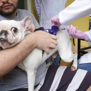 Vacinação antirrábica animal: Niterói inicia campanha sábado (14) | Enfoco