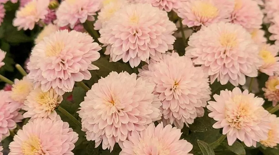 Cultivar na Primavera: manual de plantio