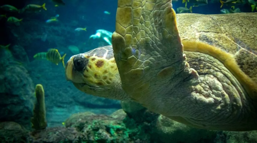 Tartarugas marinhas encontradas no RJ comeram lixo de origem humana