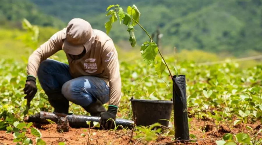 Método eleva a sobrevivência de plantas da Caatinga de 30% para 70%