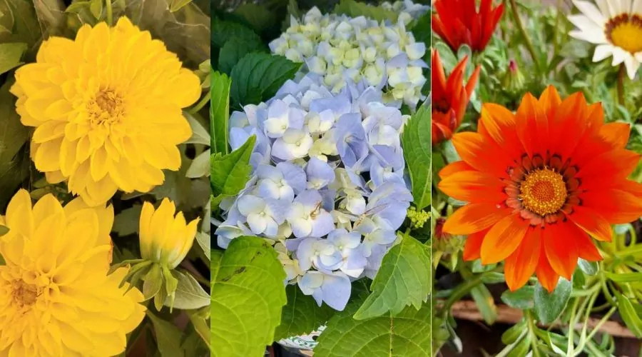 8 vegetais para espaços externos