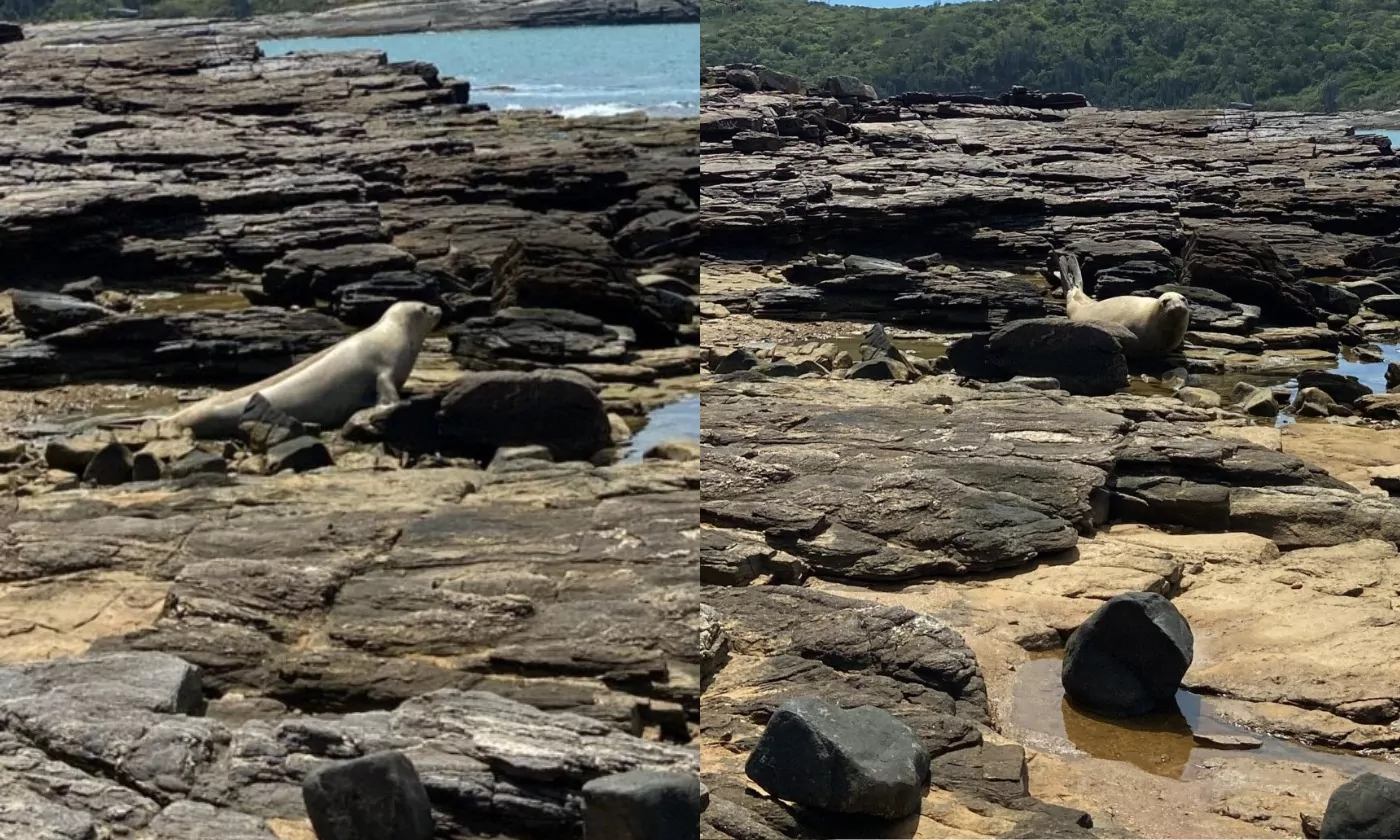 Elefante marinho tira 'férias' em praia da Região dos Lagos | Enfoco