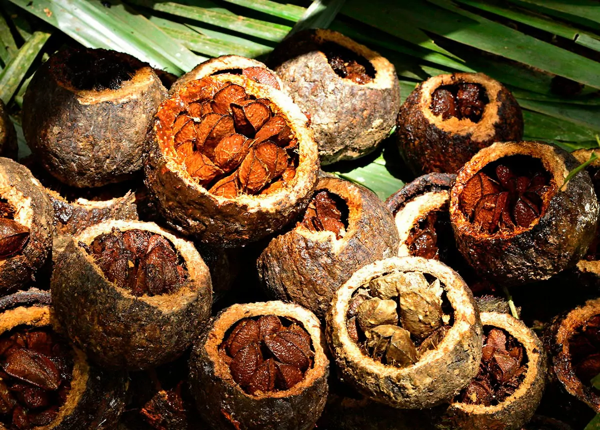 castanha amazônia