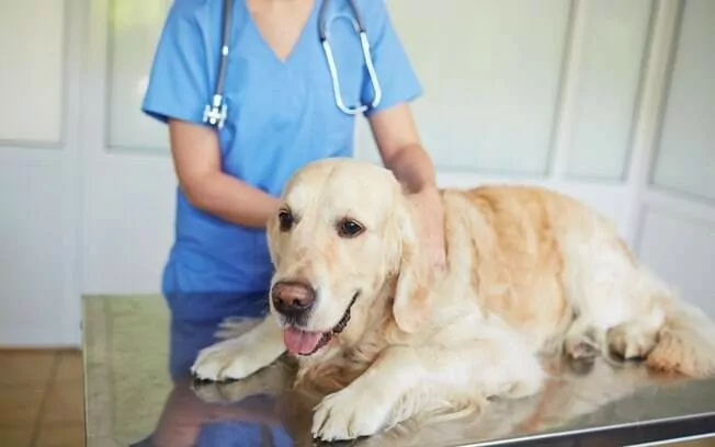 Saquarema realiza campanha Outubro Rosa Pet para prevenir câncer de mama em animais — RC24H