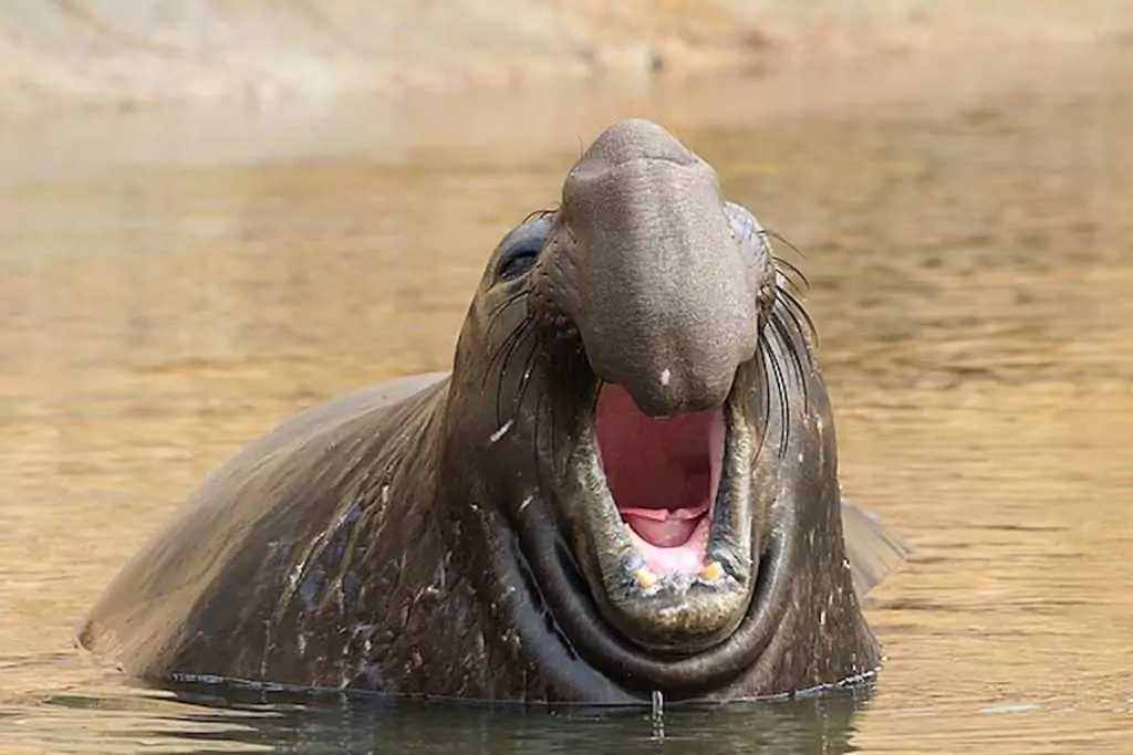 O que é um leão-marinho e onde eles vivem? Guia Região dos Lagos 4 Elefante-marinho-do-norte retratado via Grendelkhan/Wikimedia Commons