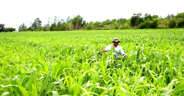 Apoio à agricultura familiar aumenta renda e produtividade de produtores rurais