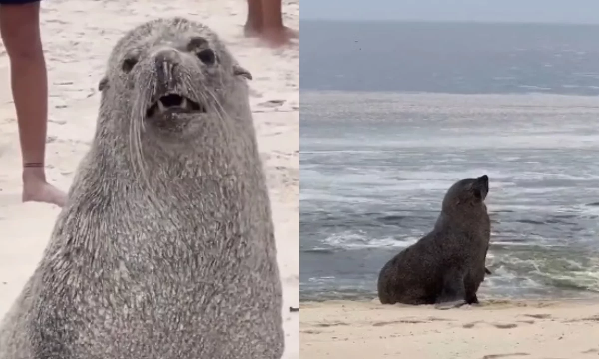 Vídeo: lobo-marinho Joca visita praias de Niterói e Maricá | Enfoco