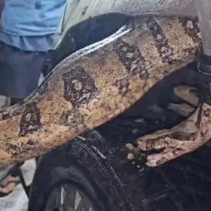 Motorista dá de cara com jiboia enrolada em motor de carro; vídeo | Enfoco