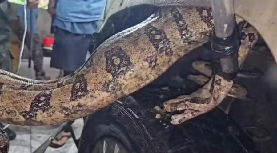 Macaé: Motorista se depara com jiboia enrolada no motor de carro; vídeo