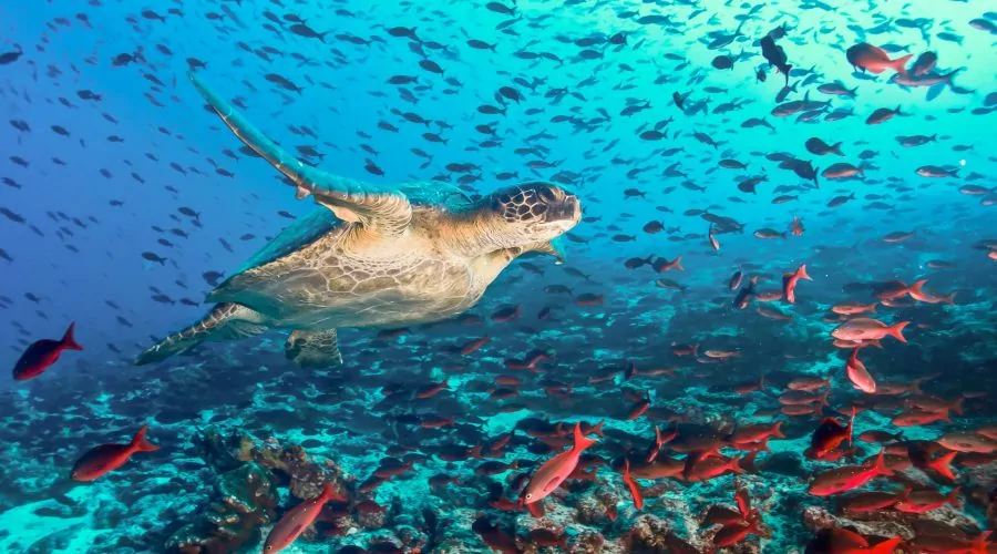 Ecosistemas marítimos do Equador recebem proteção legal