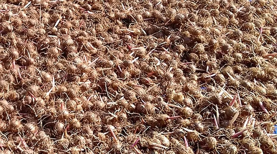 Fornalha econômica transforma caroço de açaí em adubo orgânico