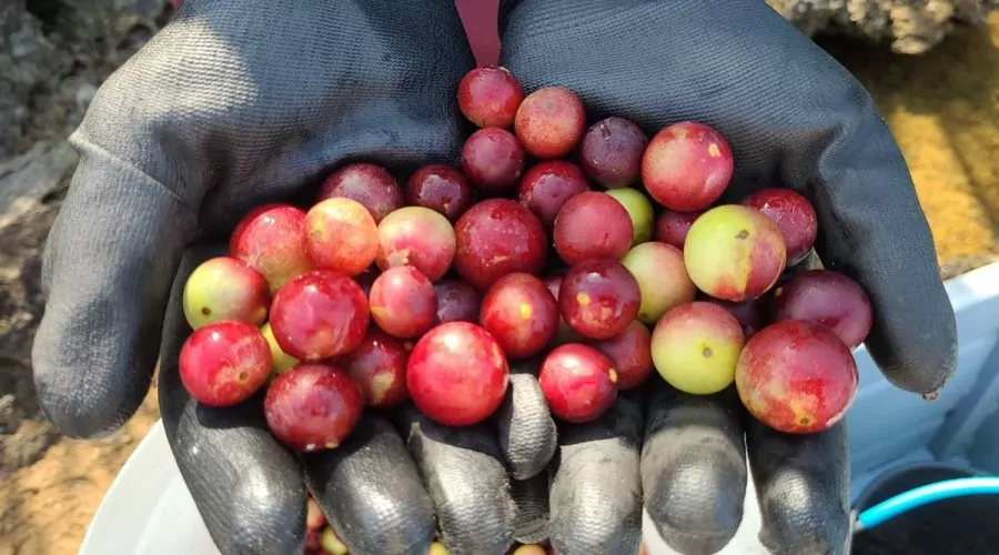 Frutas da Amazônia: Embrapa lança cronograma de plantio