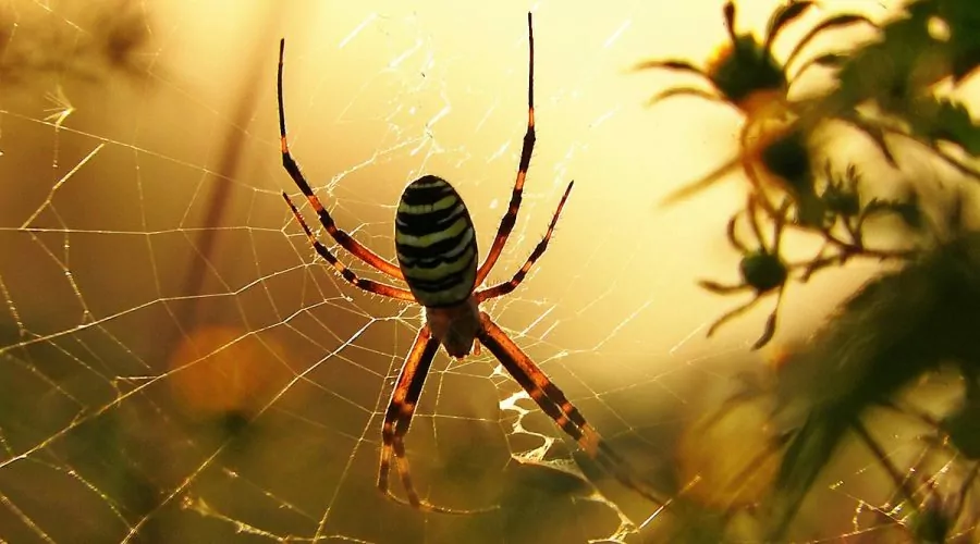 Estudo revela que aranhas detectam odores com as patas