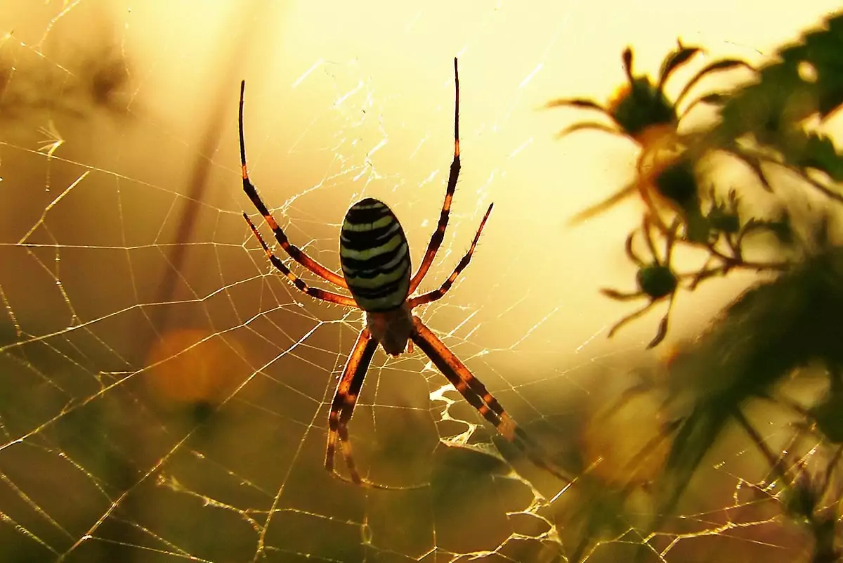 aranha teia