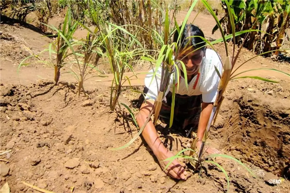 segurança alimentar América Latina