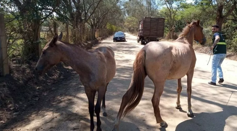 Cinco cavalos são resgatados às margens da RJ-140, em Arraial do Cabo