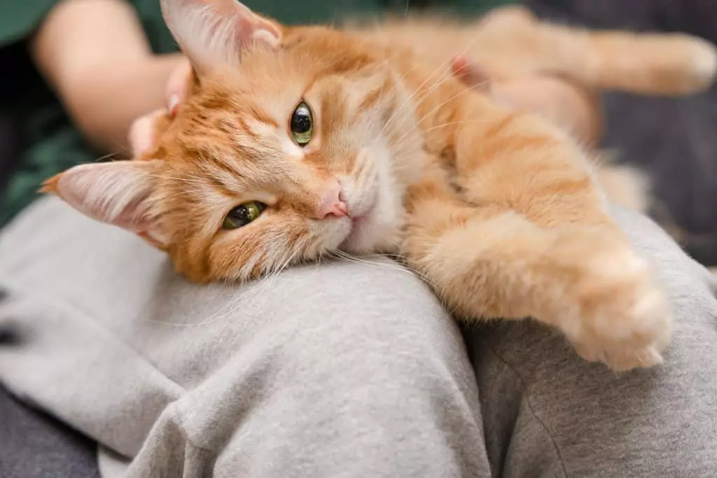 Gato Imagem de um gato