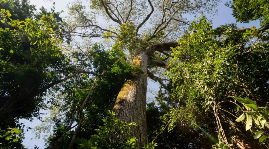 5 mitos e realidades sobre a Amazônia