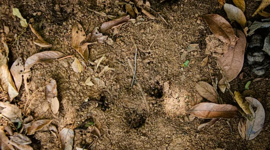 Antas são descobertas na Caatinga, onde eram vistas como extintas