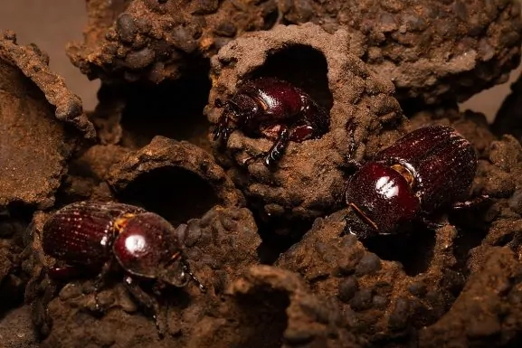 besouros