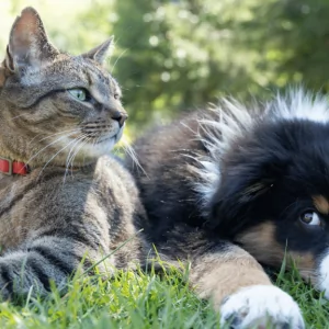 Como emitir o RG para cães e gatos pelo sistema do Governo Federal