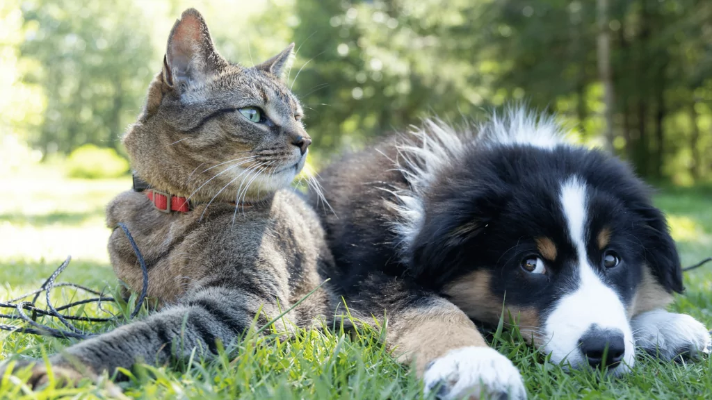 Como emitir o RG para cães e gatos pelo sistema do Governo Federal