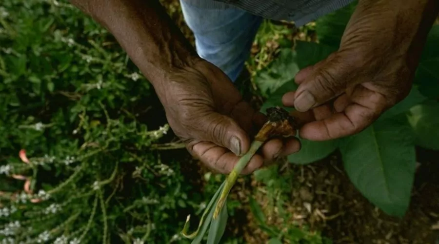 Mercado de produtos orgânicos e Clube da Horta são atrações do fim de semana