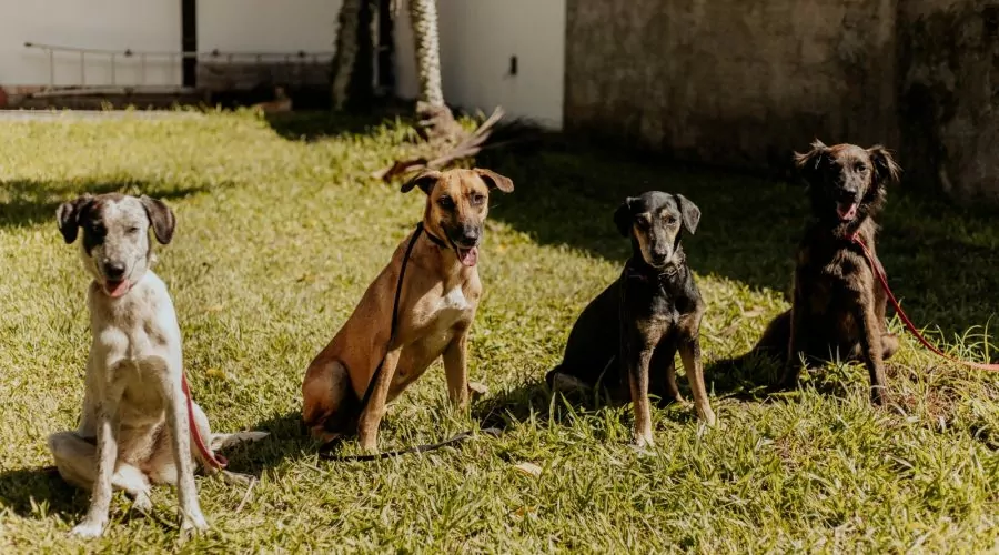 Maricá: Cidade está cuidando dos cães da Turma do Caramelo