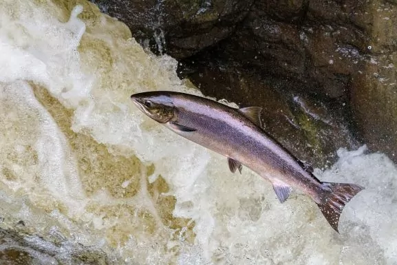 Remédios para ansiedade alteram hábitos de salmões