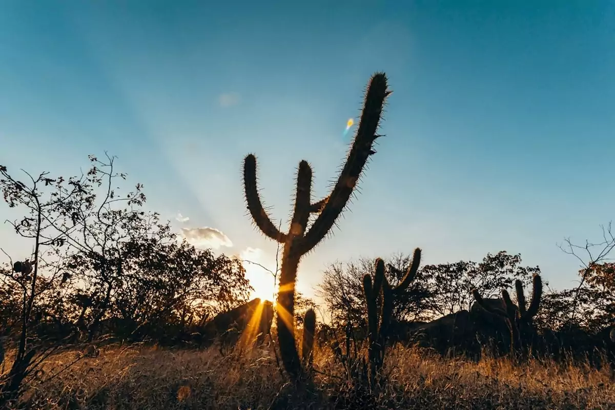 Caatinga