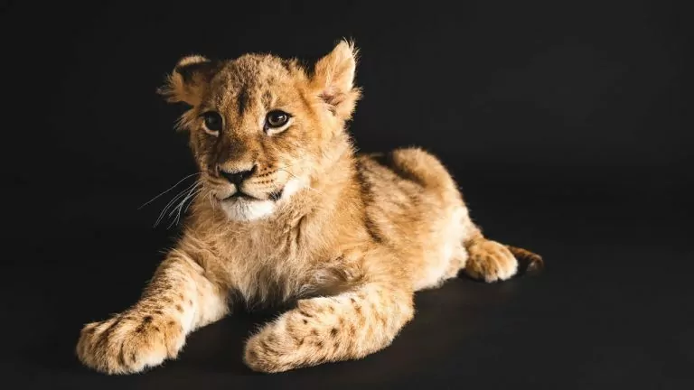 O leão não é o felino com a mordida mais forte do mundo, veja lista