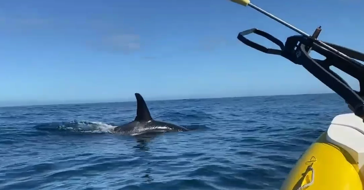 Orcas são avistadas em Arraial do Cabo e reforçam importância científica e ecológica da região