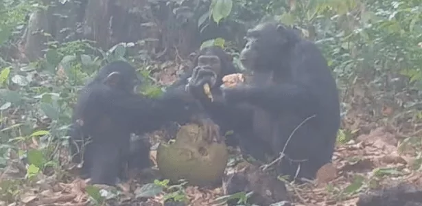 Chimpanzés compartilhando fruta-pão africana fermentada, que tem teor baixo de álcool