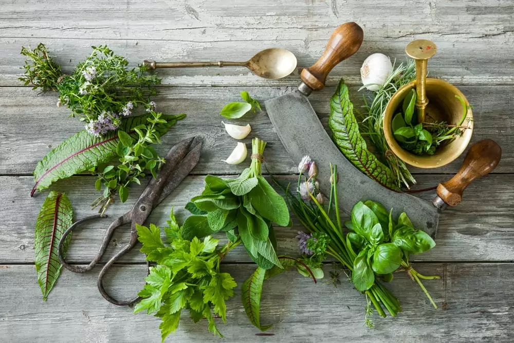plantas medicinais