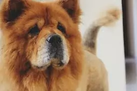ATAQUE FATAL: Idoso morre ao ser atacado por chow-chow em Saquarema