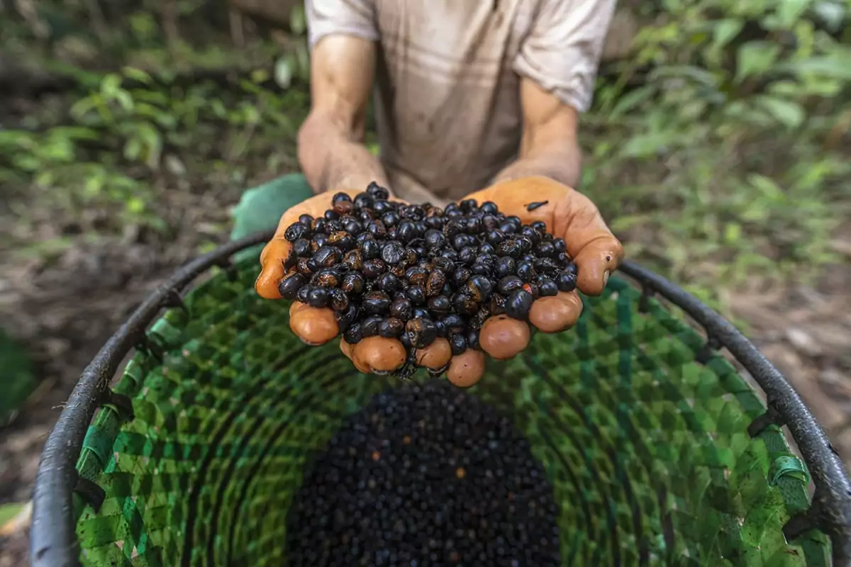 bioeconomia desenvolvimento sustentável