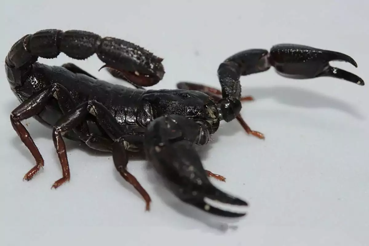 escorpião veneno