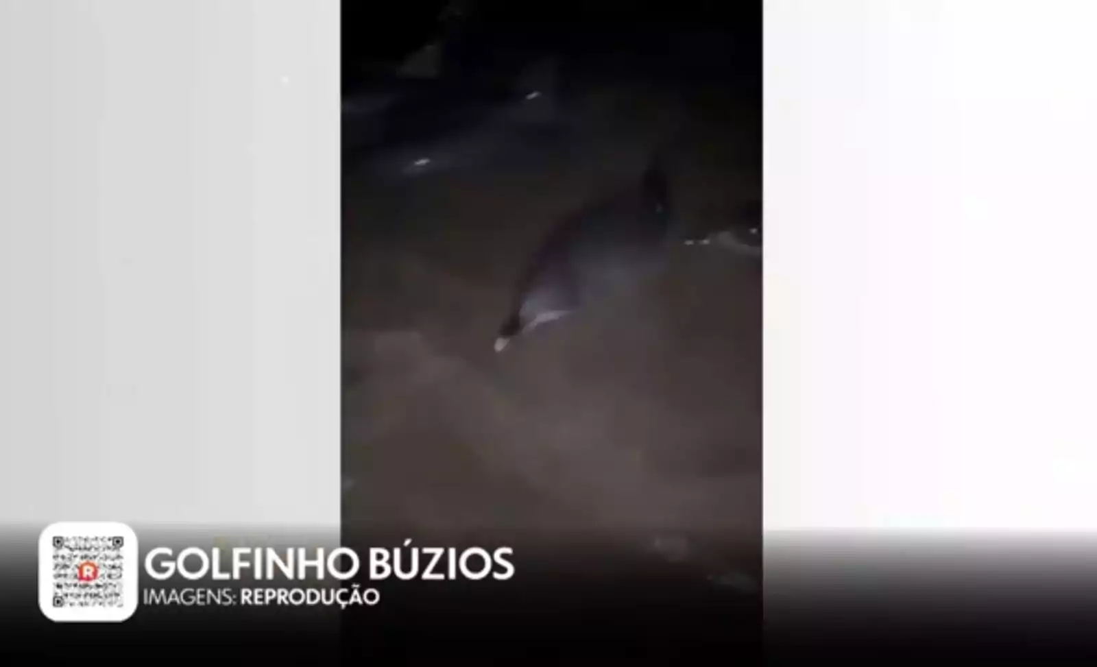 Conexão Rlagos: PF extradita argentino foragido, resgate salva golfinhos em Búzios e Araruama avança à semifinal da Série A2