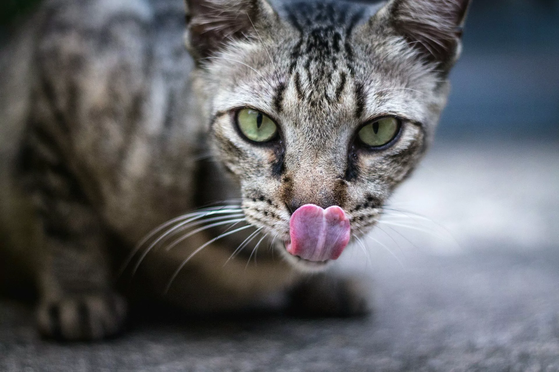 gato lingua alimentos