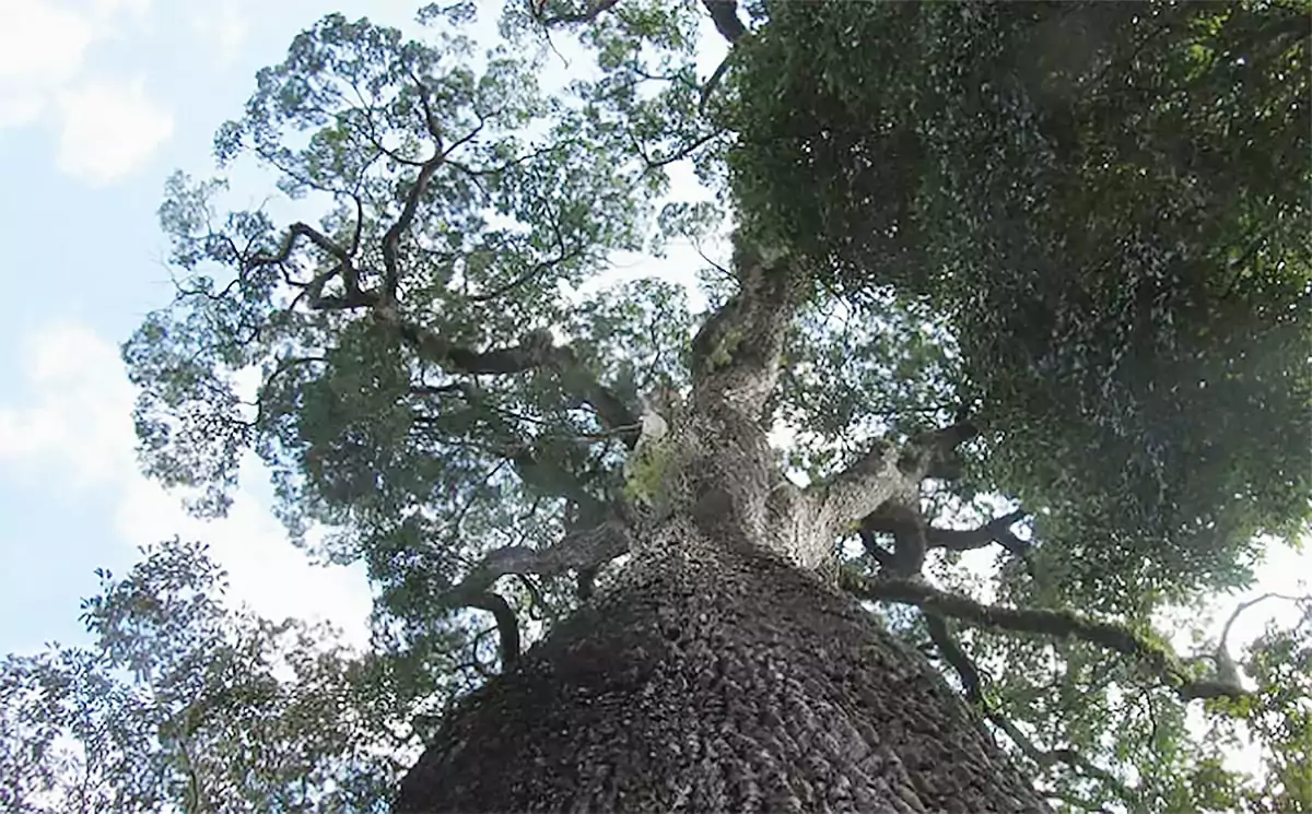patriarca da floresta arvores antigas