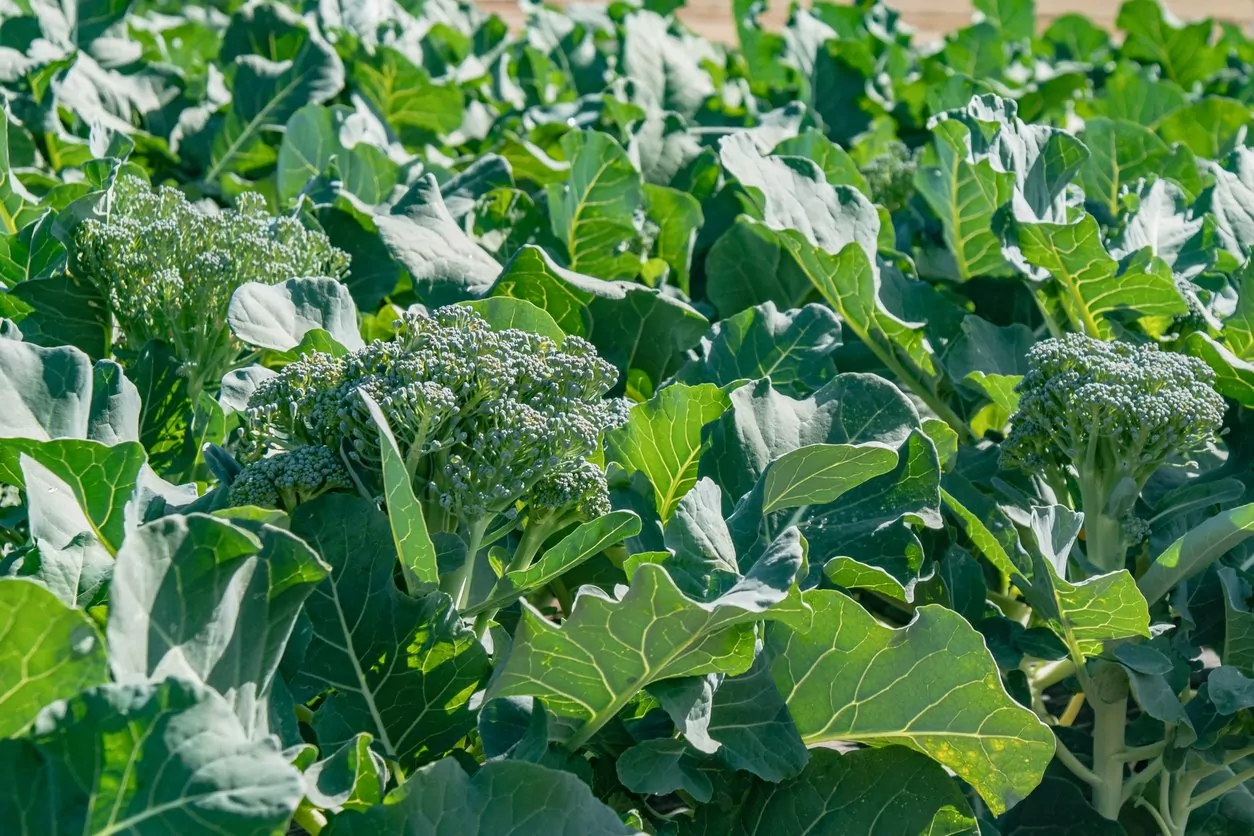 Como plantar brócolis orgânico em casa