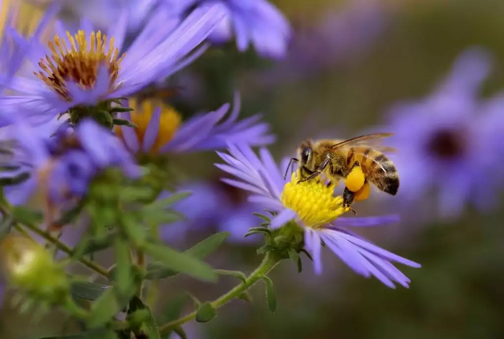 pesticidas abelhas